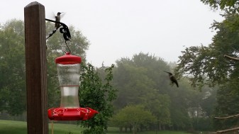 hummingbirds 2