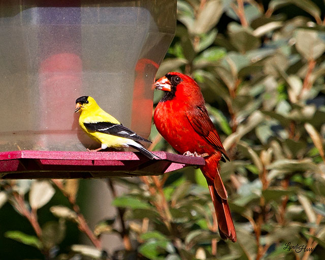 Northern_Cardinal-and-American_Goldfinch-cbc