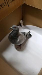 Beautiful and clean... ready for home...