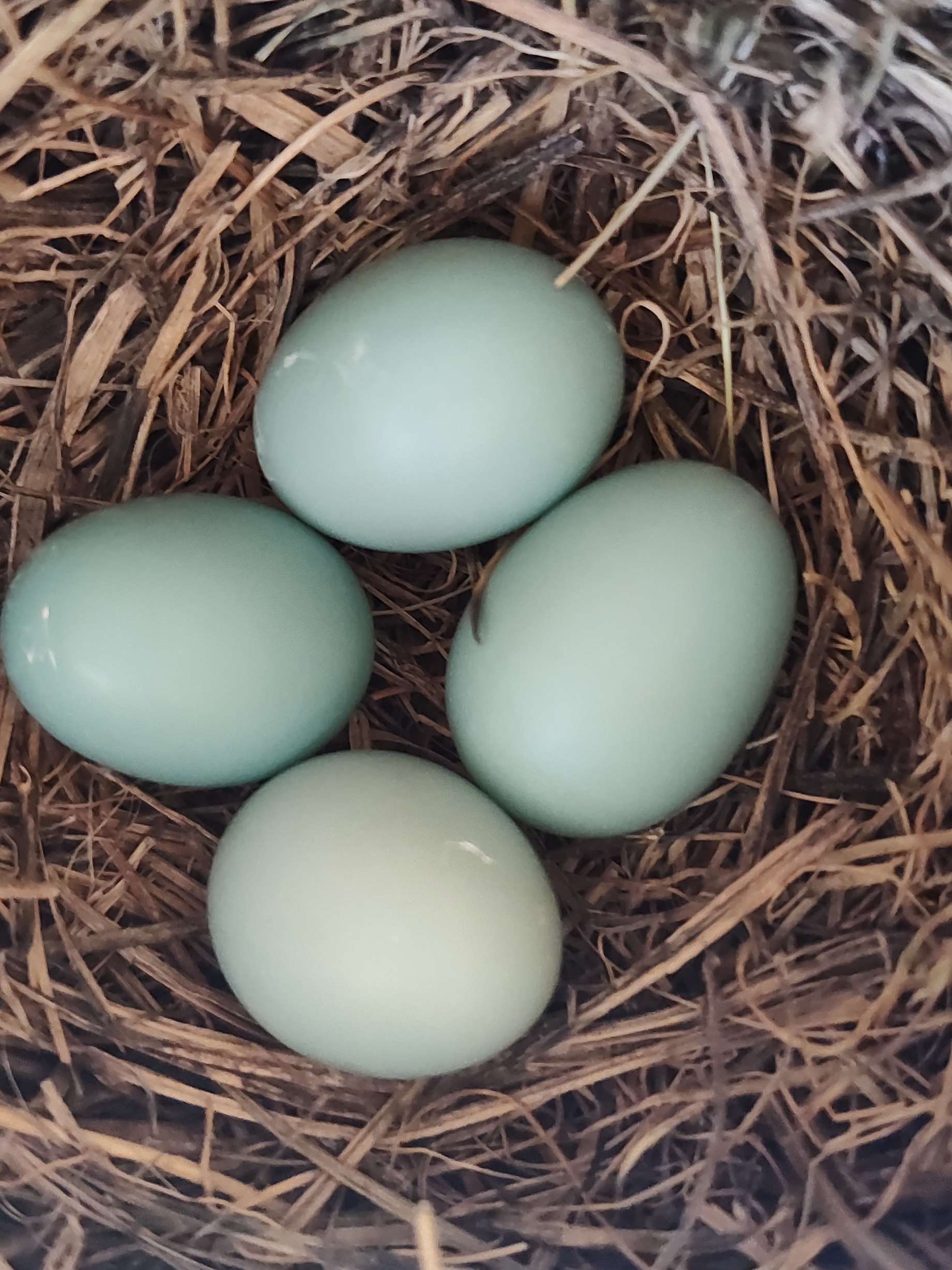 IMG_20240425_113232418