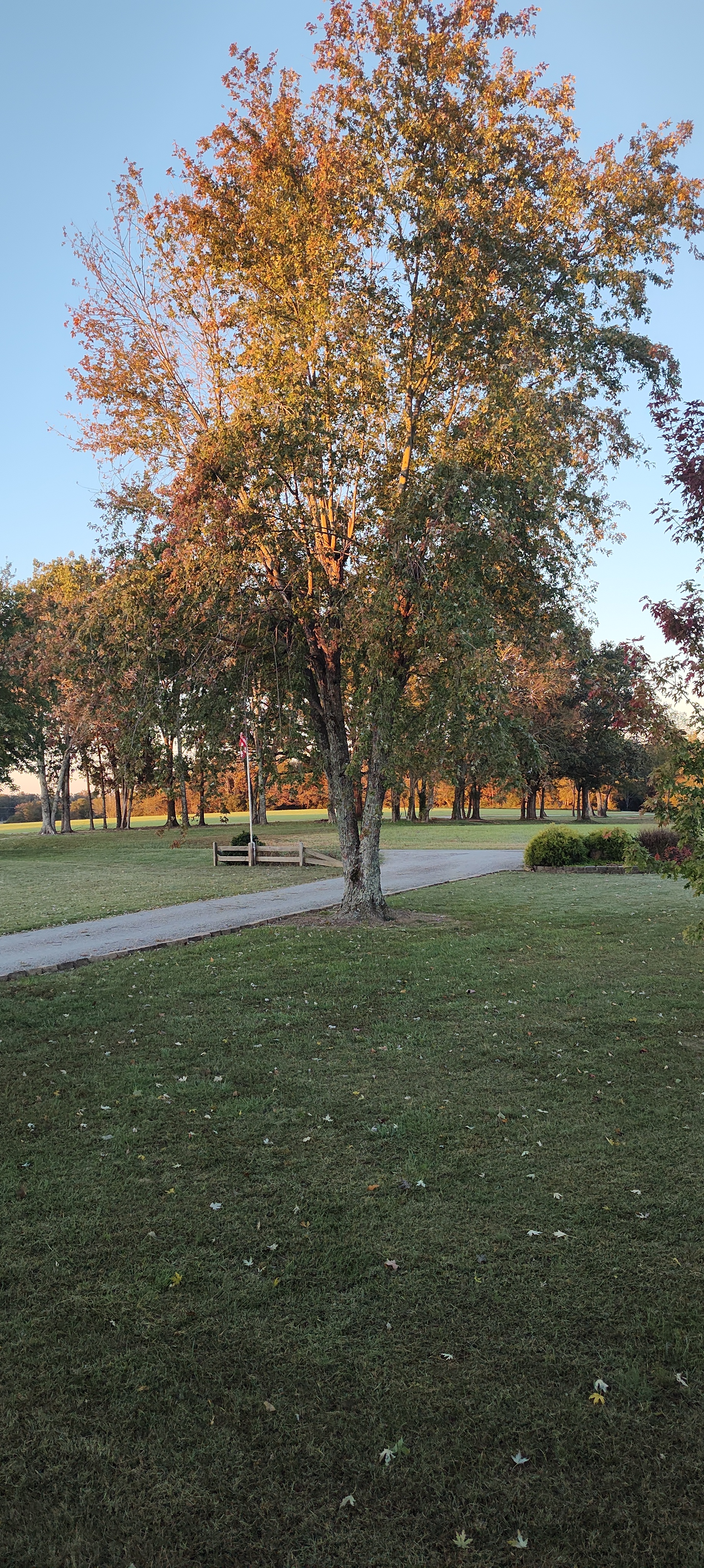 IMG_20241017_070646992 (1)